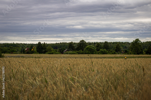 wheat field and sky