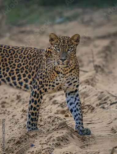 leopard portraits 