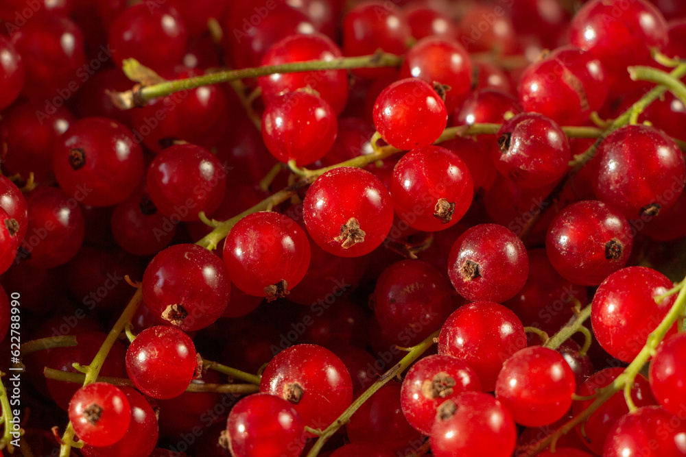 pile of red currant berries - fruit background pile of red currant berries - fruit background