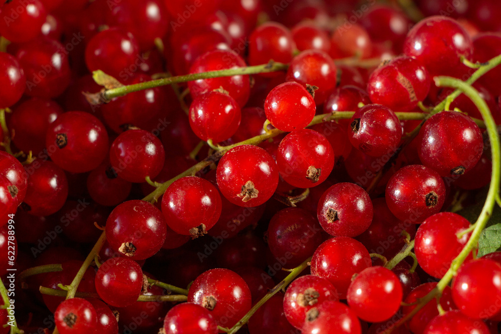 pile of red currant berries - fruit background