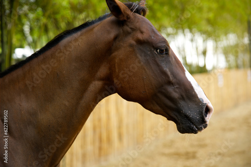 close up white brown horse playing running in racetrack field