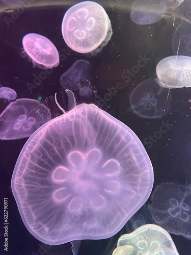 Jellyfish 2
