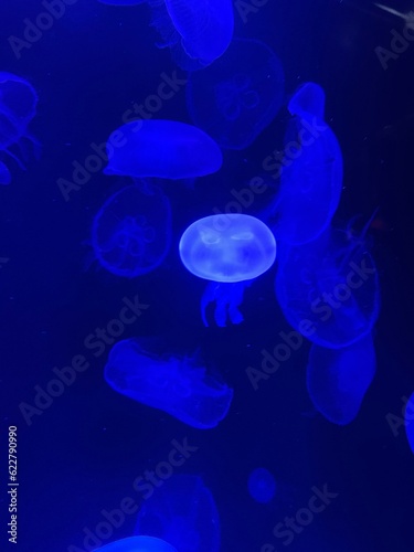 Jellyfish 4