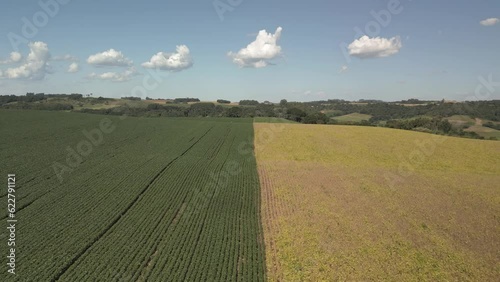 Flying backwards over a soybean field with green and yellow plants. Soybean crop. Agriculture. Woods.