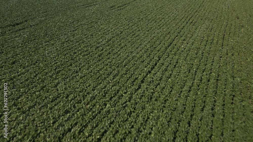 Flying over a beautiful soybean field at low altitude. Soybean crop. Agriculture. Flying over a beautiful soybean field at low altitude. Soybean crop. Agriculture.