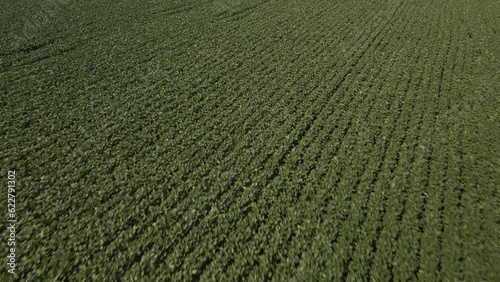 Flying over a beautiful soybean field at low altitude. Soybean crop. Agriculture. 