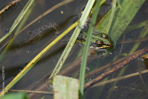 Żaba wodna- mieszaniec żaby jeziorkowej i żaby śmieszki z grupy żab zielonych. Wybiera obficie zarośnięte wody stojące. 
