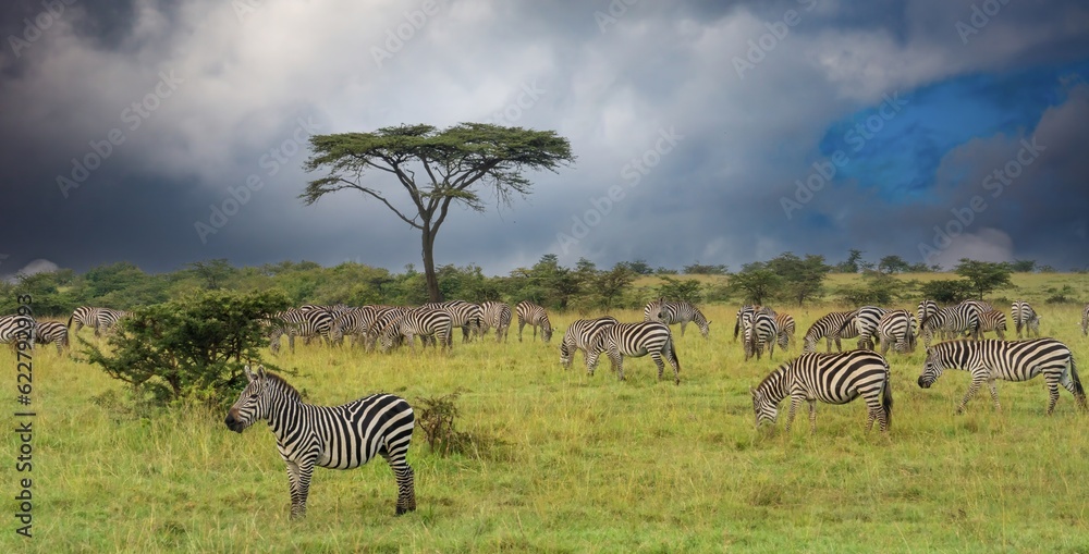 Naklejka premium A herd of zebras on the savannah in the Maasai Mara, Kenya