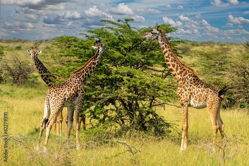 view of three giraffes feeding on an acacia tree in the maasai mara  Kenya  africa
