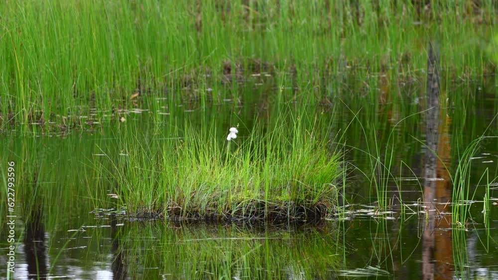 Cottongrass (Eriophorum angustifolium) in a marsh Cottongrass (Eriophorum angustifolium) in a marsh
