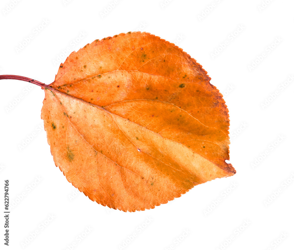Fototapeta premium orange, autumn apricot leaf. on a white background