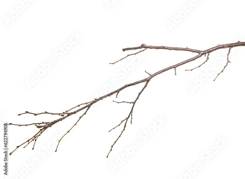 dry tree branch with buds. on a white background