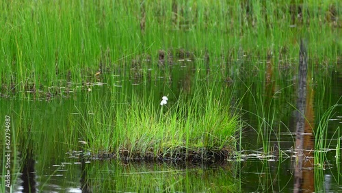 Cottongrass (Eriophorum angustifolium) growing in a marsh photo