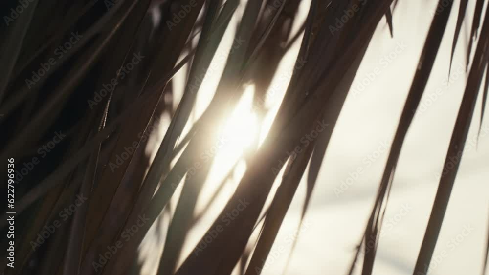 custom made wallpaper toronto digitalBeautiful slow motion view of straw hut waving in the wind. Soft sun glow through dry leaves of tropical bungalow on seaside. Peaceful beach scene. Sunset sun beams on ocean shore. Idyllic background.