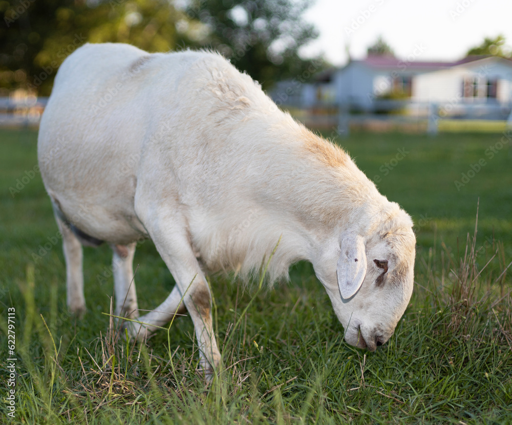 Male Katahdin sheep ram looking for grass to eat Male Katahdin sheep ram looking for grass to eat