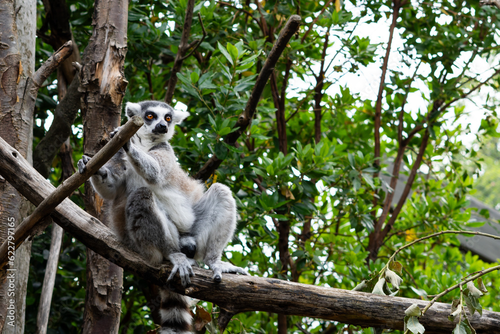 Fototapeta premium close up of striped lemur sitting on branch