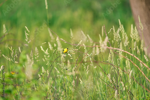 American Goldfinch Bird Perched on Wildflower Stem on a Prairie