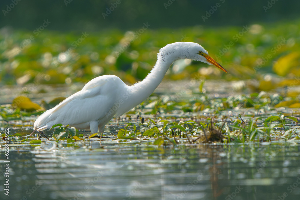 Great Egret stalking prey in morning light, Geist Reservoir, Fishers, Indiana. Great Egret stalking prey in morning light, Geist Reservoir, Fishers, Indiana.