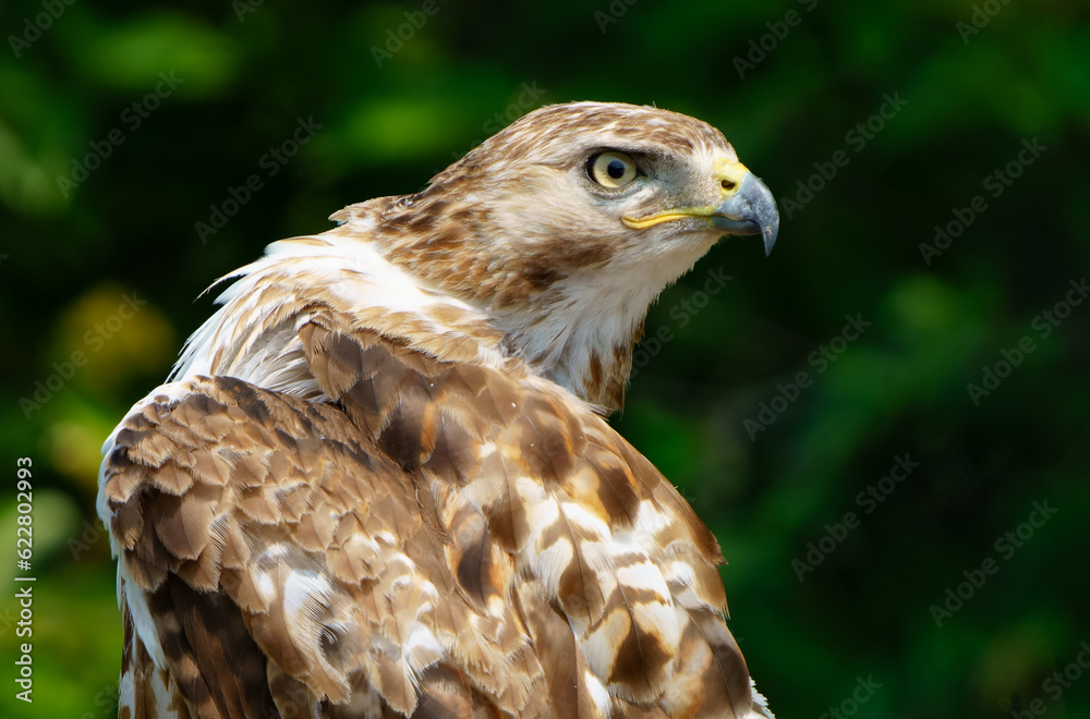 Red shouldered hawk sitting on fence in wooded area. Fishers, Indiana, Summer 2023. Red shouldered hawk sitting on fence in wooded area. Fishers, Indiana, Summer 2023.