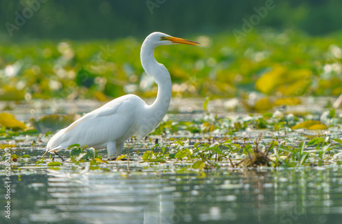 Great Egret stalking prey in morning light, Geist Reservoir, Fishers, Indiana. © Ryan