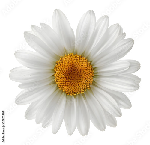 daisy, camomile flower isolated on transparent background, extracted, png file © genioatrapado