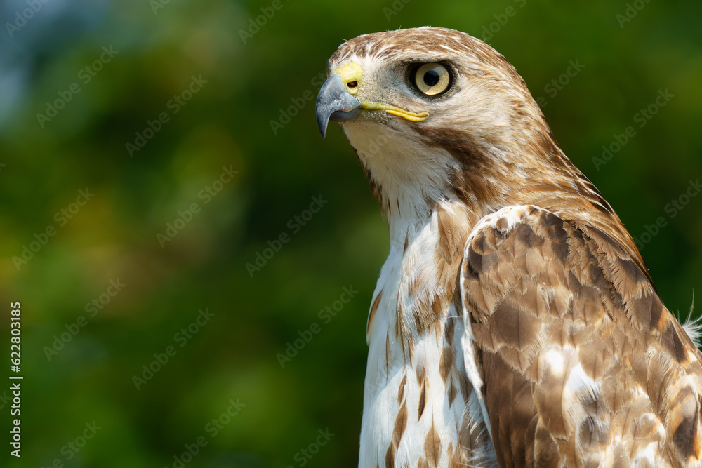 Red shouldered hawk sitting on fence in wooded area. Fishers, Indiana, Summer 2023. Red shouldered hawk sitting on fence in wooded area. Fishers, Indiana, Summer 2023.