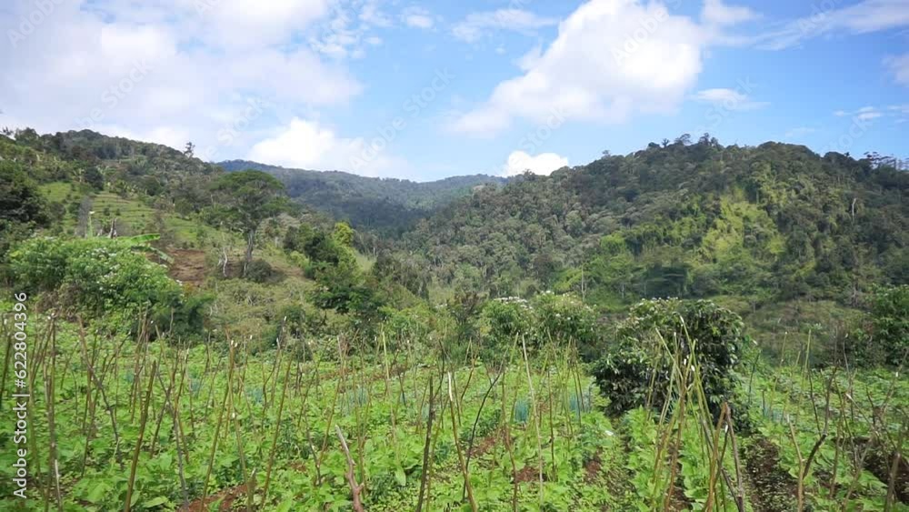 beautiful mountain natural scenery natural panorama of hills, with forest of tall green trees and green slopes under clear blue sky during the day beautiful mountain natural scenery natural panorama of hills, with forest of tall green trees and green slopes under clear blue sky during the day