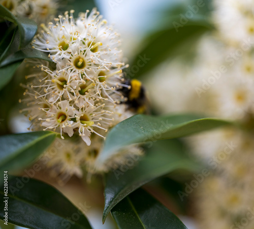 Detail of white flower of Cunonia capensis plant photo