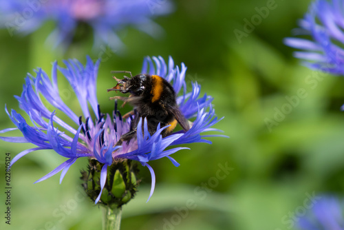 Flower. Cornflower. A bumblebee pollinates a flower. Decorative culture. Gardening