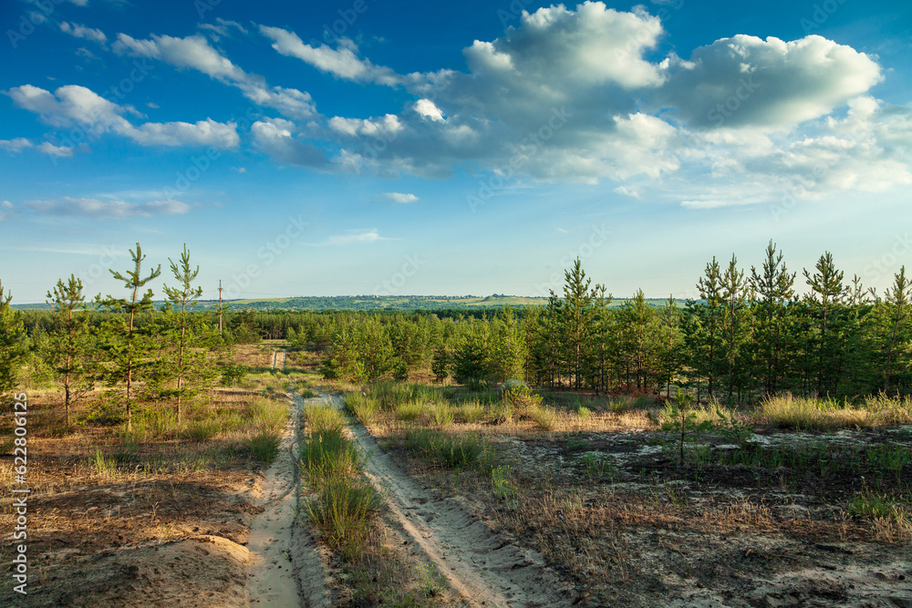 A view of a country road through a pine forest, fields and forests visible in the distance on the crests of hills on a clear summer day in the evening. Lugansk region, Kreminna Nature Reserve.Ukraine.