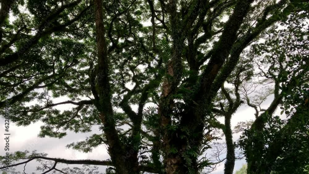 Tropical green tree, spreading crown with wide branches and leaves, trunk entwined with vines, grows in the jungle in the mountains Tropical green tree, spreading crown with wide branches and leaves, trunk entwined with vines, grows in the jungle in the mountains
