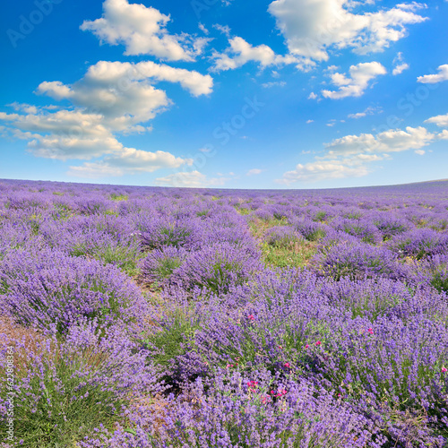 A field of blooming lavender and blue sky.