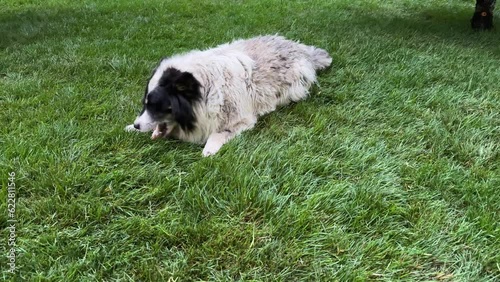 A dirty homeless dog lies on the lawn and gnaws on a bone or chicken leg. Chewing on bones or bully sticks helps to encourage their teeth to develop. Pet food, dog treats concept. photo