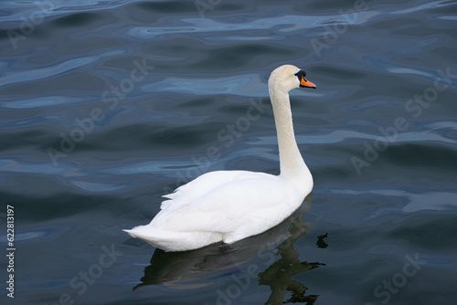 Beautiful white swan at the Black Sea, Constanta, Romania
