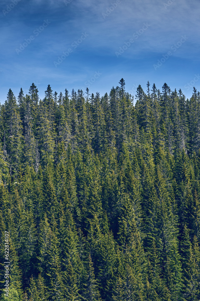 Fototapeta premium Oksbakklia Hill, part of the Totenaasen Hills, a sunny summer day in early June.