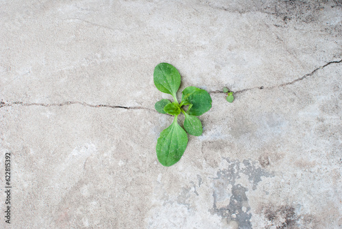 a green plant sprouted through a crack in the concrete
