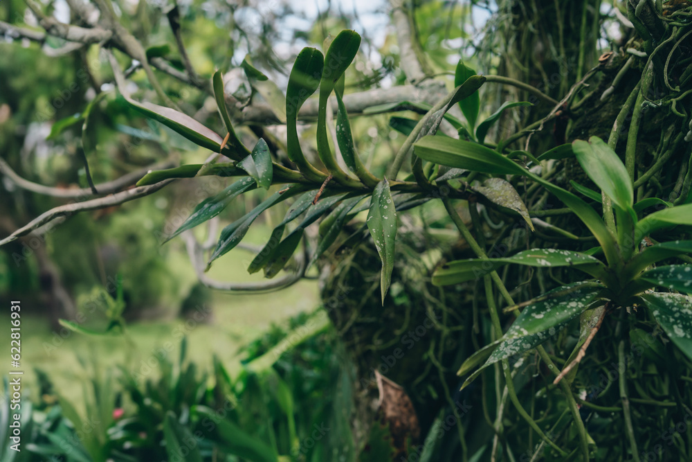 Close up shot of green moss and tropical vegetation. Jungle botanicals and evergreen plants Close up shot of green moss and tropical vegetation. Jungle botanicals and evergreen plants