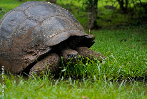 Close up of Galapagos giant tortoise, Santa Cruz Island 