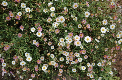 Erigeron karvinskianus, the Mexican fleabane