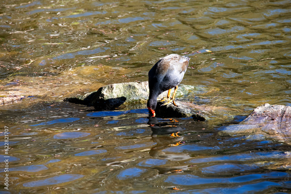 Fototapeta premium Dusky Moorhen (Gallinula tenebrosa)