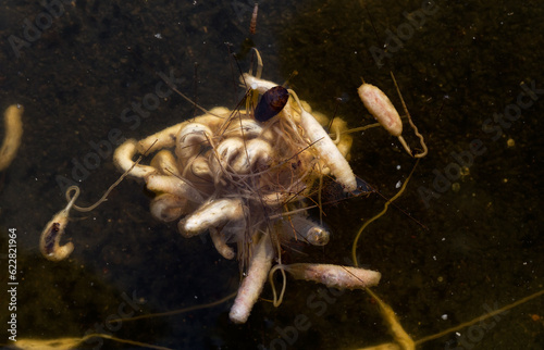 Clumb of larvae of the Rat-tailed maggot in dark, oxygen-poor water