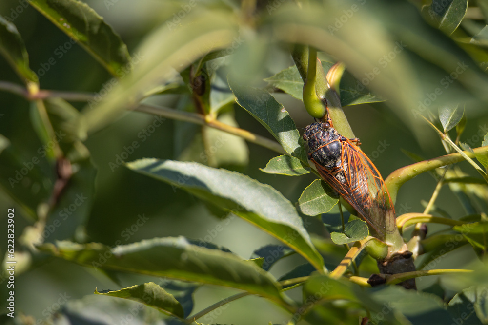 Tibicina haematodes Cicada insect in its natural environment on tree branch Tibicina haematodes Cicada insect in its natural environment on tree branch