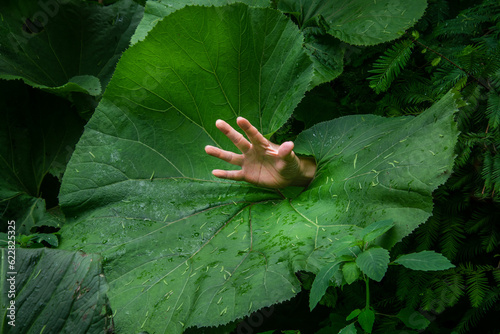 A hand stick out from a huge leaf of Petasites japonicus, also known as butterbur, giant butterbur, great butterbur and sweet-coltsfoot. 