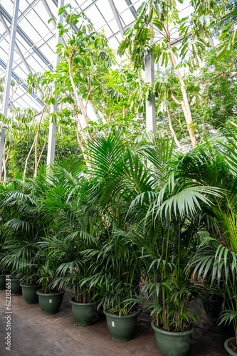 Cultivation of differenent tropical and exotic indoor palms and evergreen plants in glasshouse in Westland  North Holland  Netherlands. Flora industry