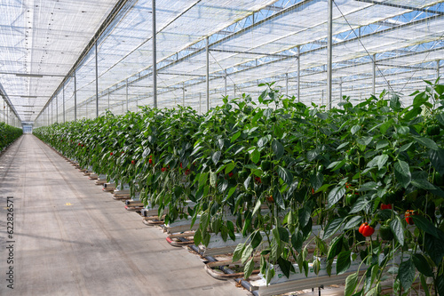 Big ripe sweet bell peppers, red paprika, growing in glass greenhouse, bio farming in the Netherlands