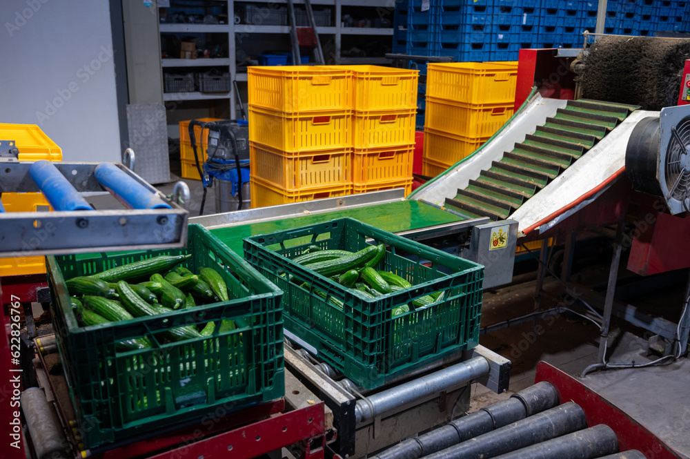 Handling and packaging of green cucumbers vegetables in Dutch greenhouse, agriculture in the Netherlands