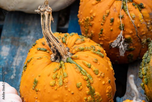 Cute little orange pumpkin with green goosebumps