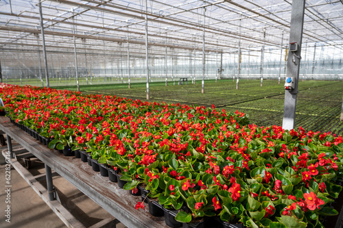 Canvastavla Cultivation of different summer bedding plants, begonia, petunia, young, floweri