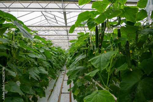 Young green cucumbers vegetables hanging on lianas of cucumber plants in green house
