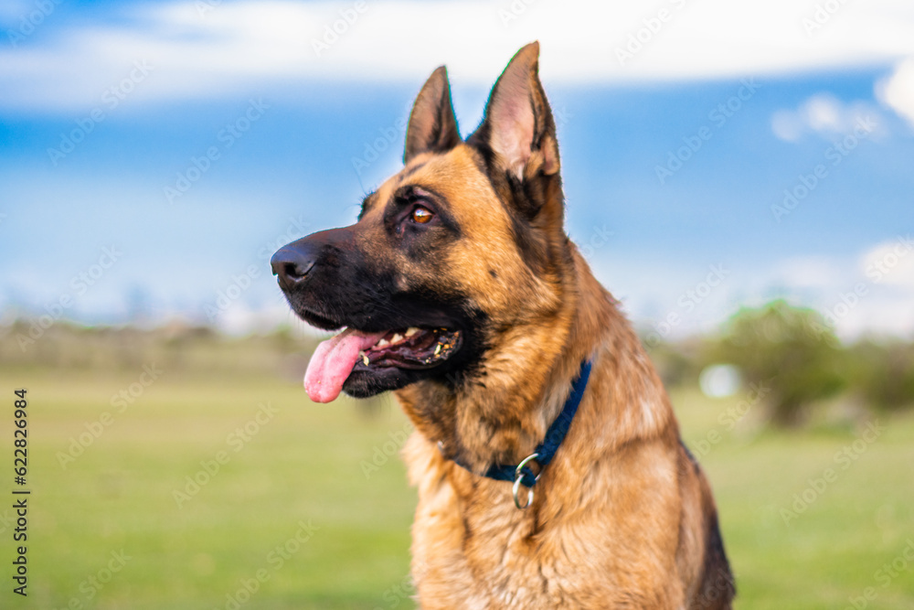 Portrait of adult German shepherd dog sticking out the tongue